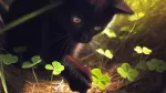 A black cat discovers a four leaf clover on Friday the 13th